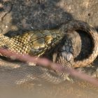 Würfelnattern: Schlangen – Tuscheln mit Ameise