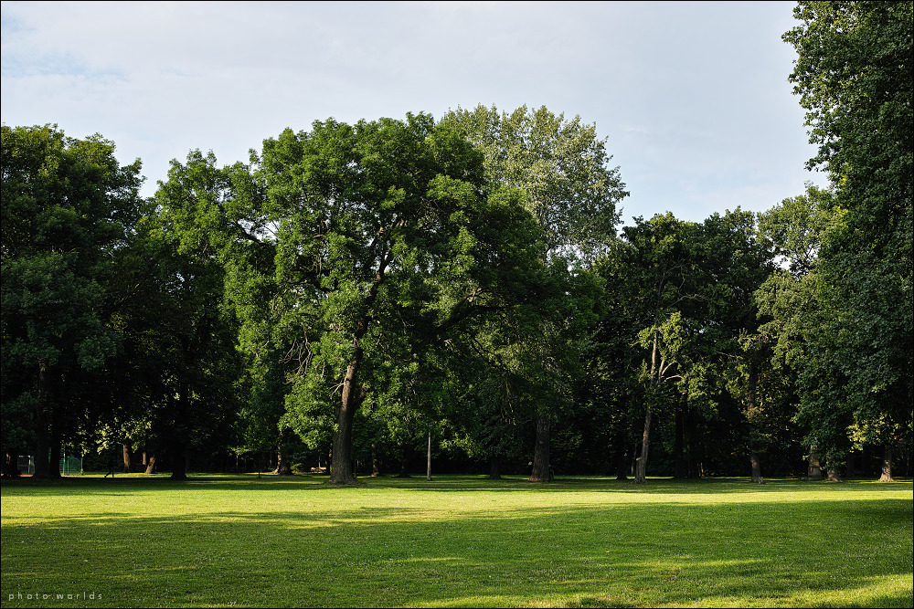 Würfelwiese