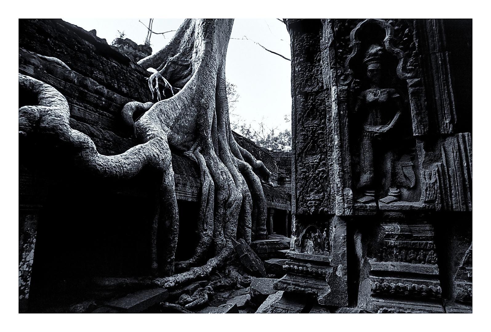 Würgefeige in Angkor Wat