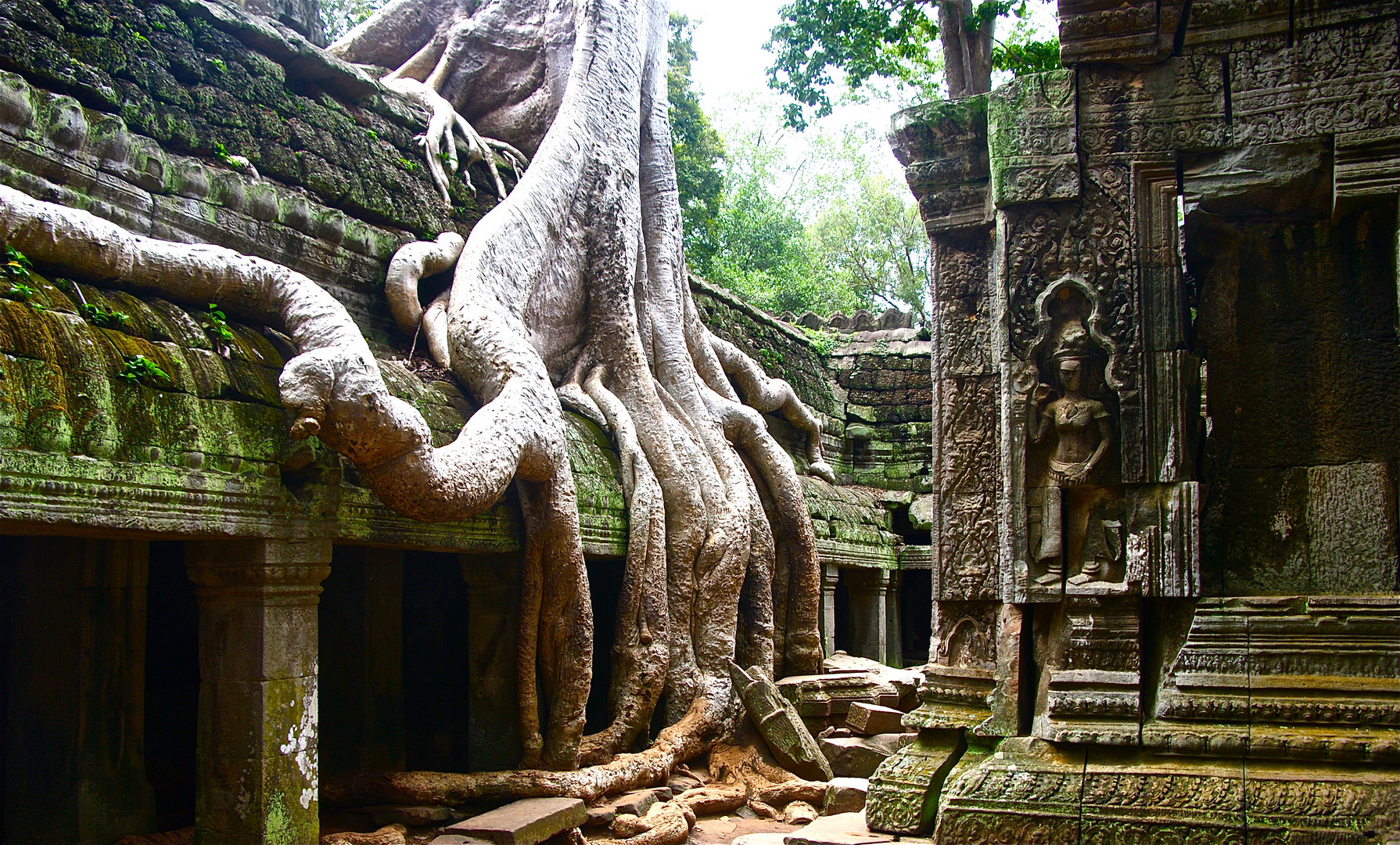 würgefeige trifft auf tempel, angkor, cambodia 2010