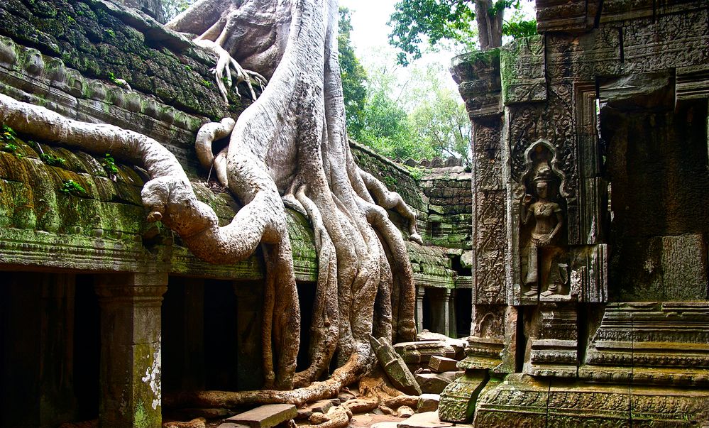 würgefeige trifft auf tempel, angkor, cambodia 2010