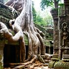 würgefeige trifft auf tempel, angkor, cambodia 2010