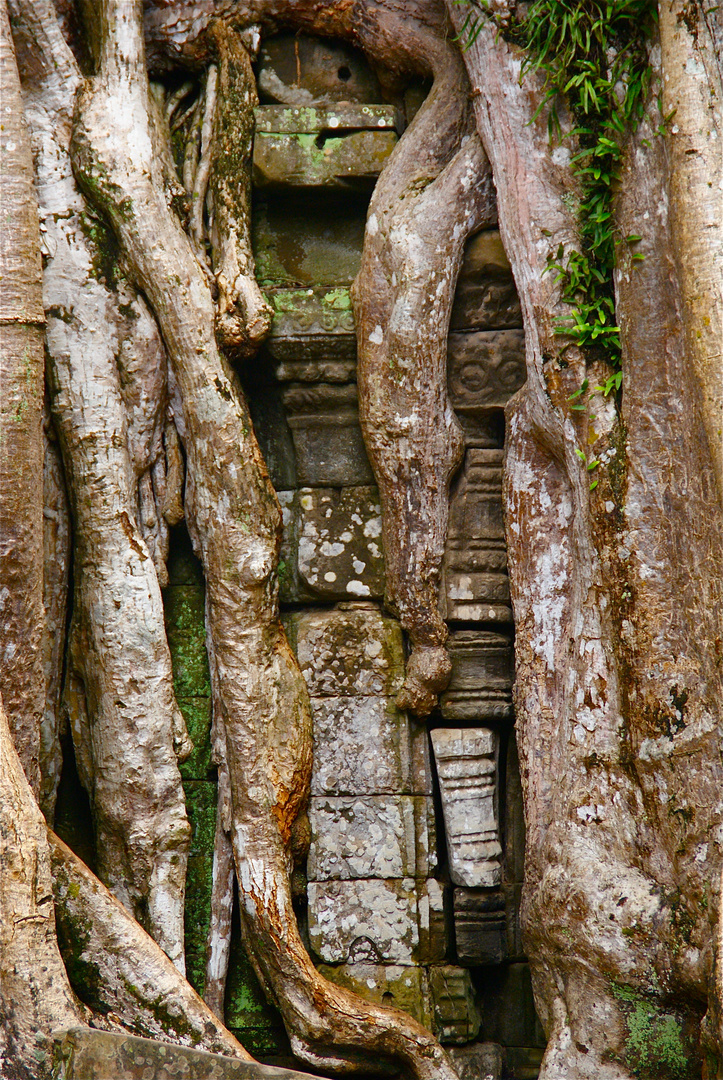 würgefeigen, ta prohm, cambodia 2010