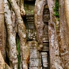 würgefeigen, ta prohm, cambodia 2010