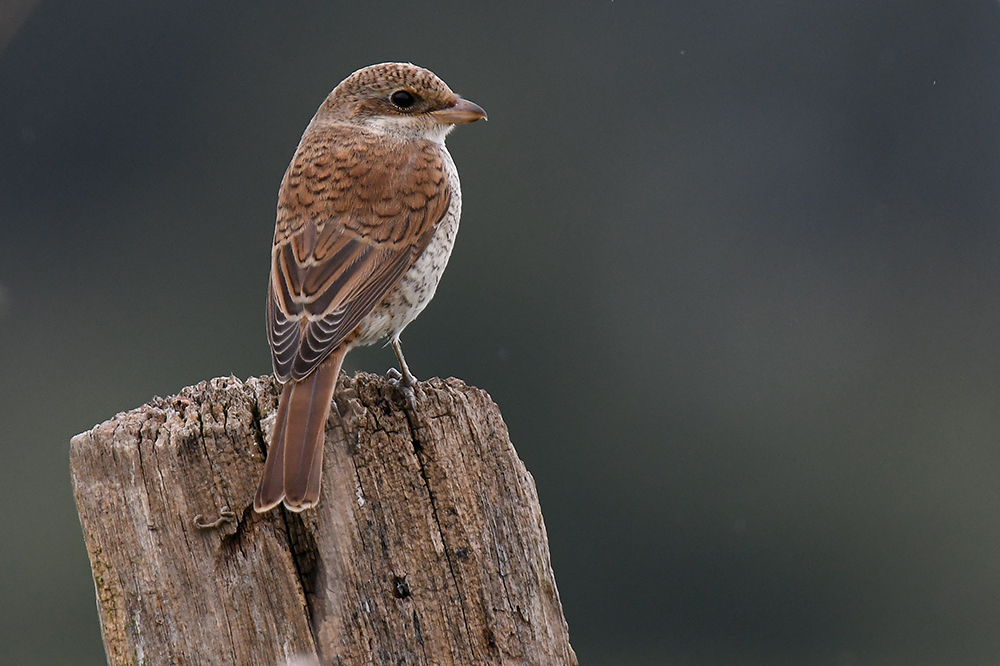 Würger Neuntöter (Lanius collurio)