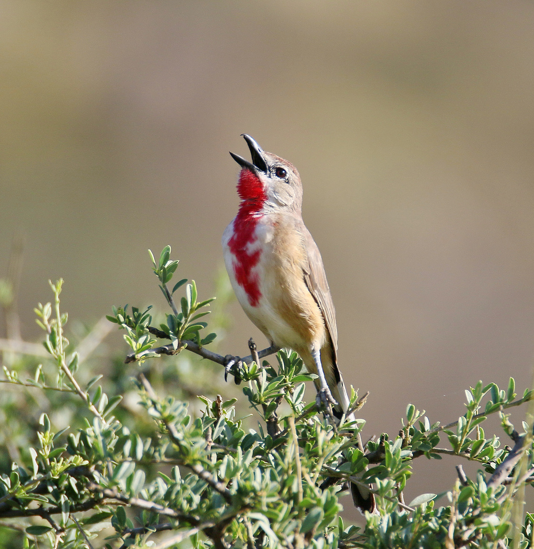 Würger - Rhodophoneus cruentus hilgerti - Männchen