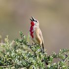 Würger - Rhodophoneus cruentus hilgerti - Männchen