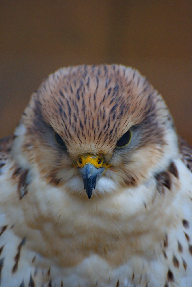 Würgfalke