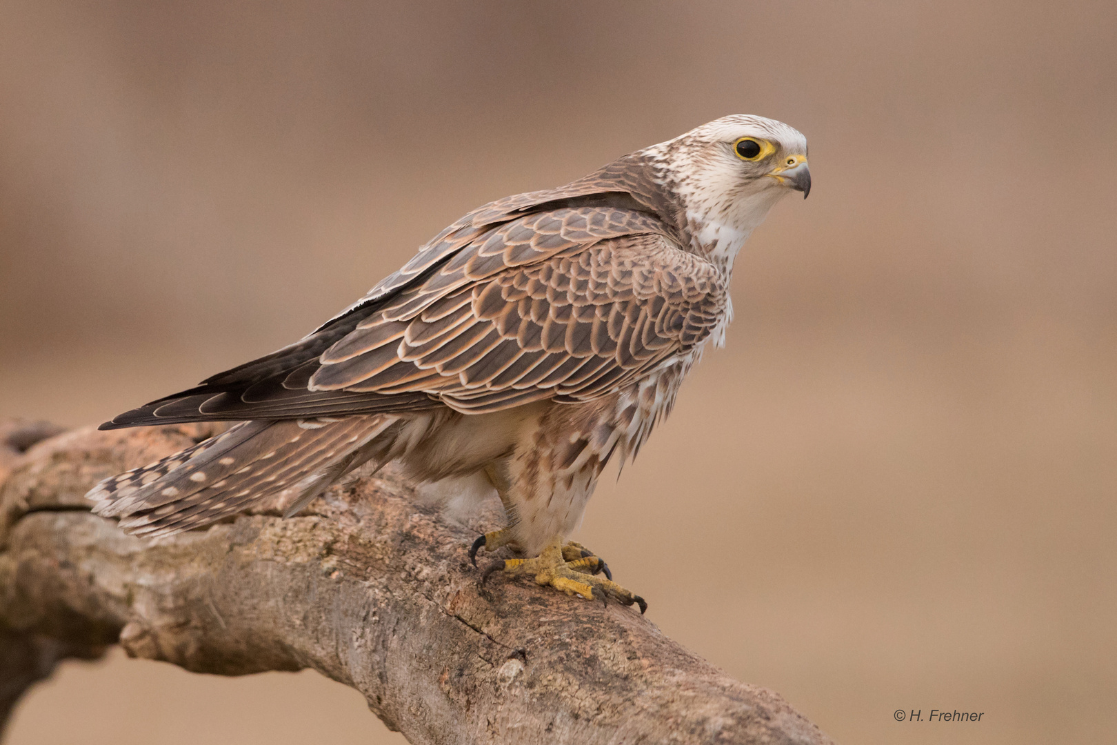 Würgfalke