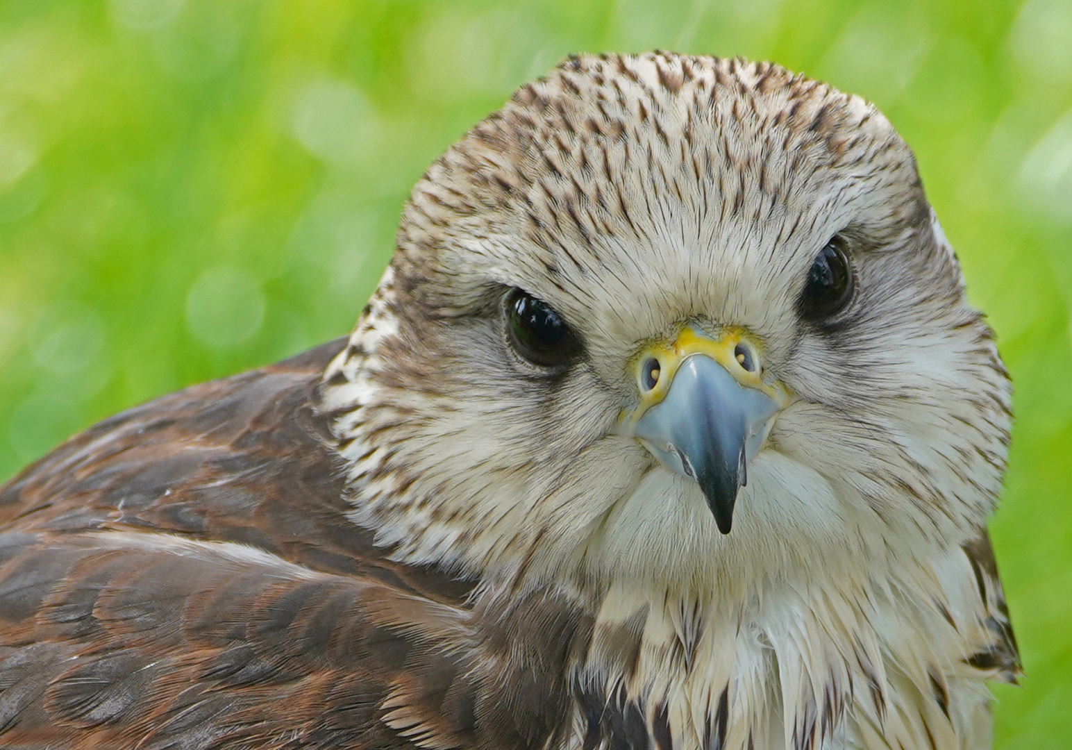 Würgfalke - Saker