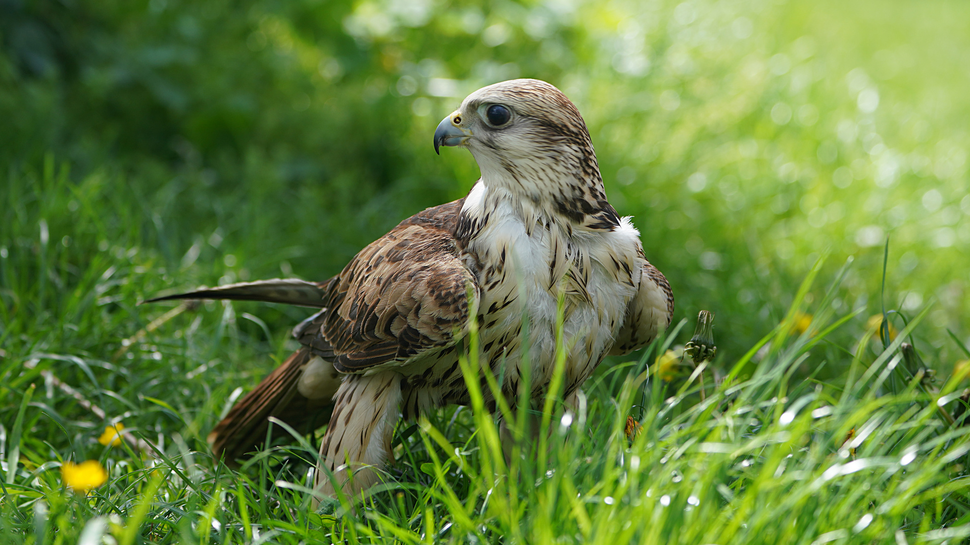 Würgfalke - Saker