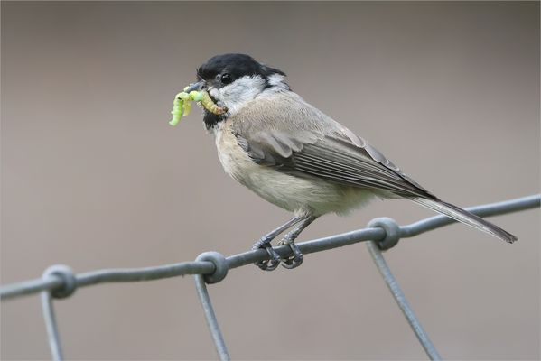 Würmchen für den Nachwuchs....