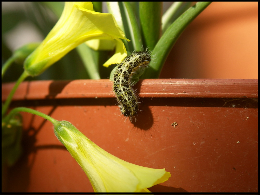 ... würmli auf dem frühlingspaziergang ...