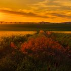 Würnitzer Abendsonne