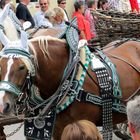 Württemberger in Hohenlohe