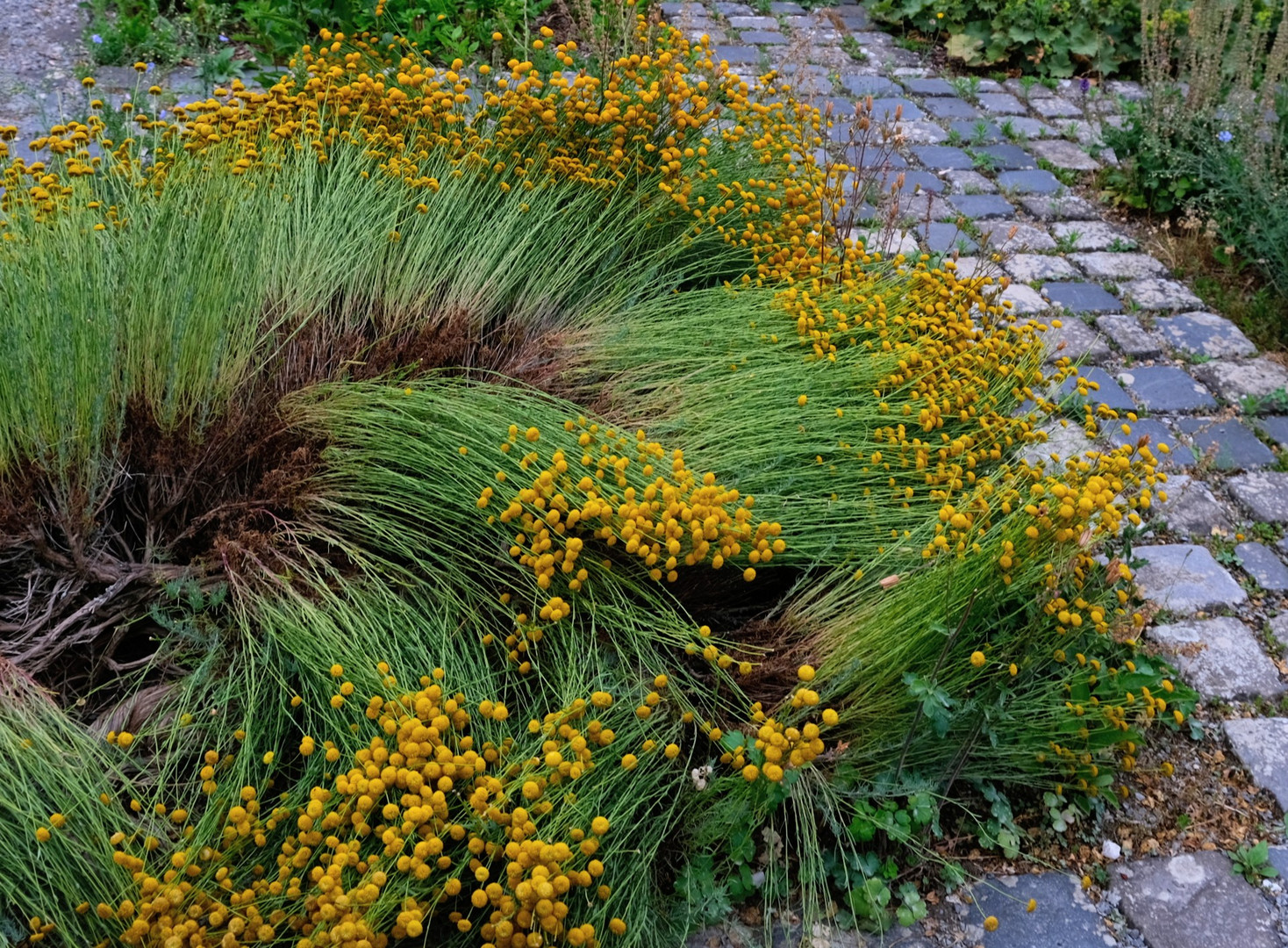 Würzburg Landesgartenschau 