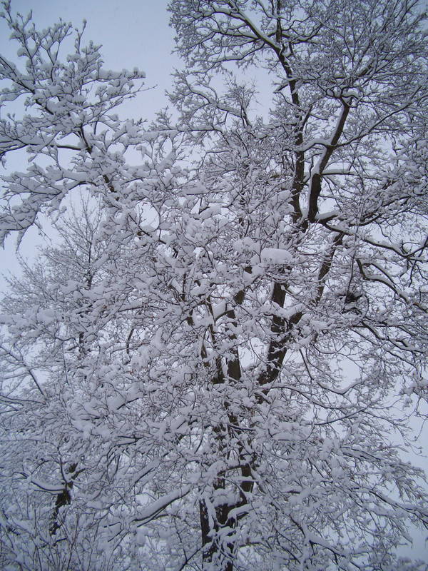 Wuerzburg Stadtpark im Schnee