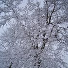 Wuerzburg Stadtpark im Schnee