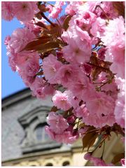 Würzburger Frühling