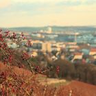 Würzburger Herbst