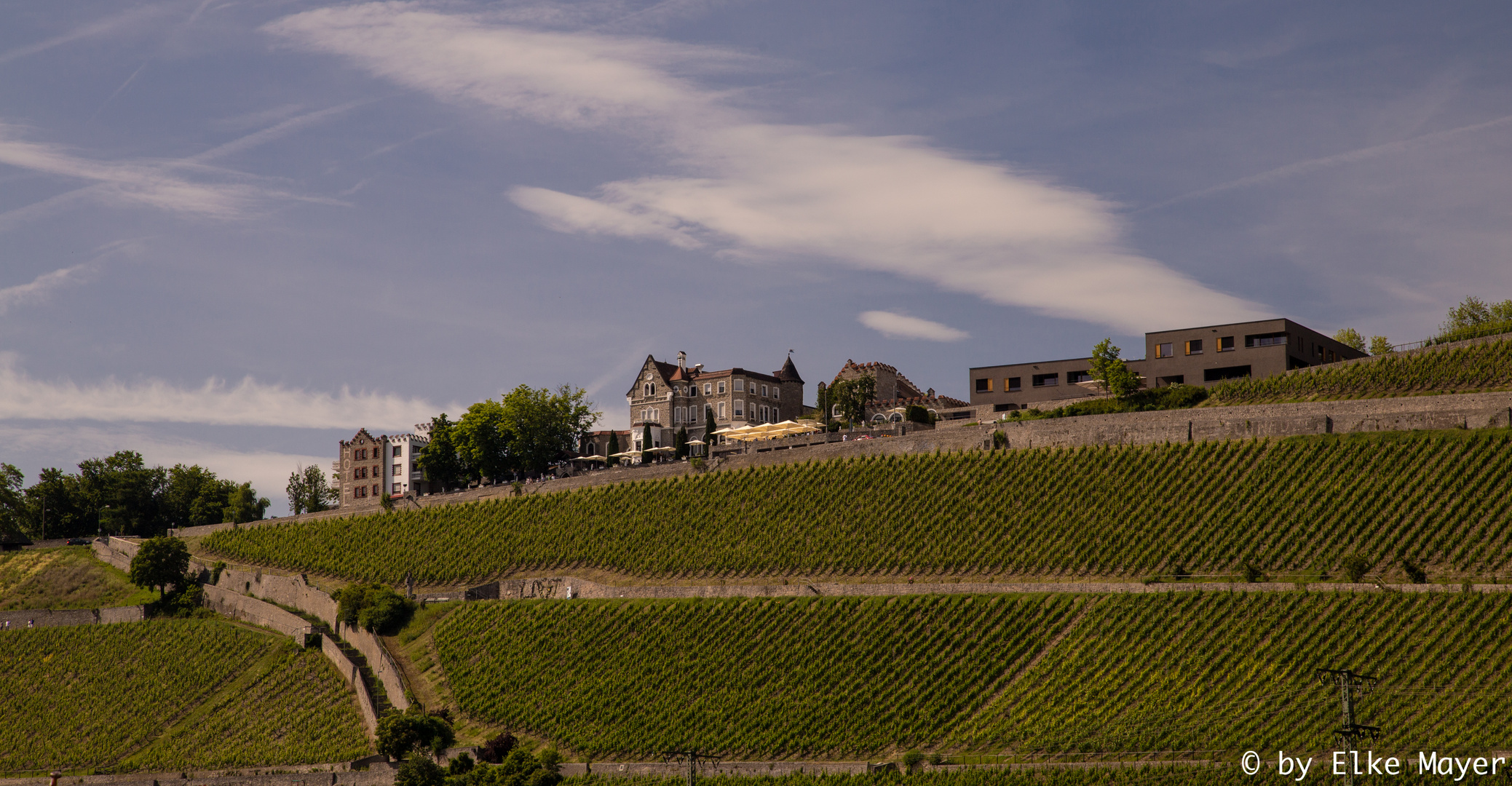 Würzburgs Weinberge