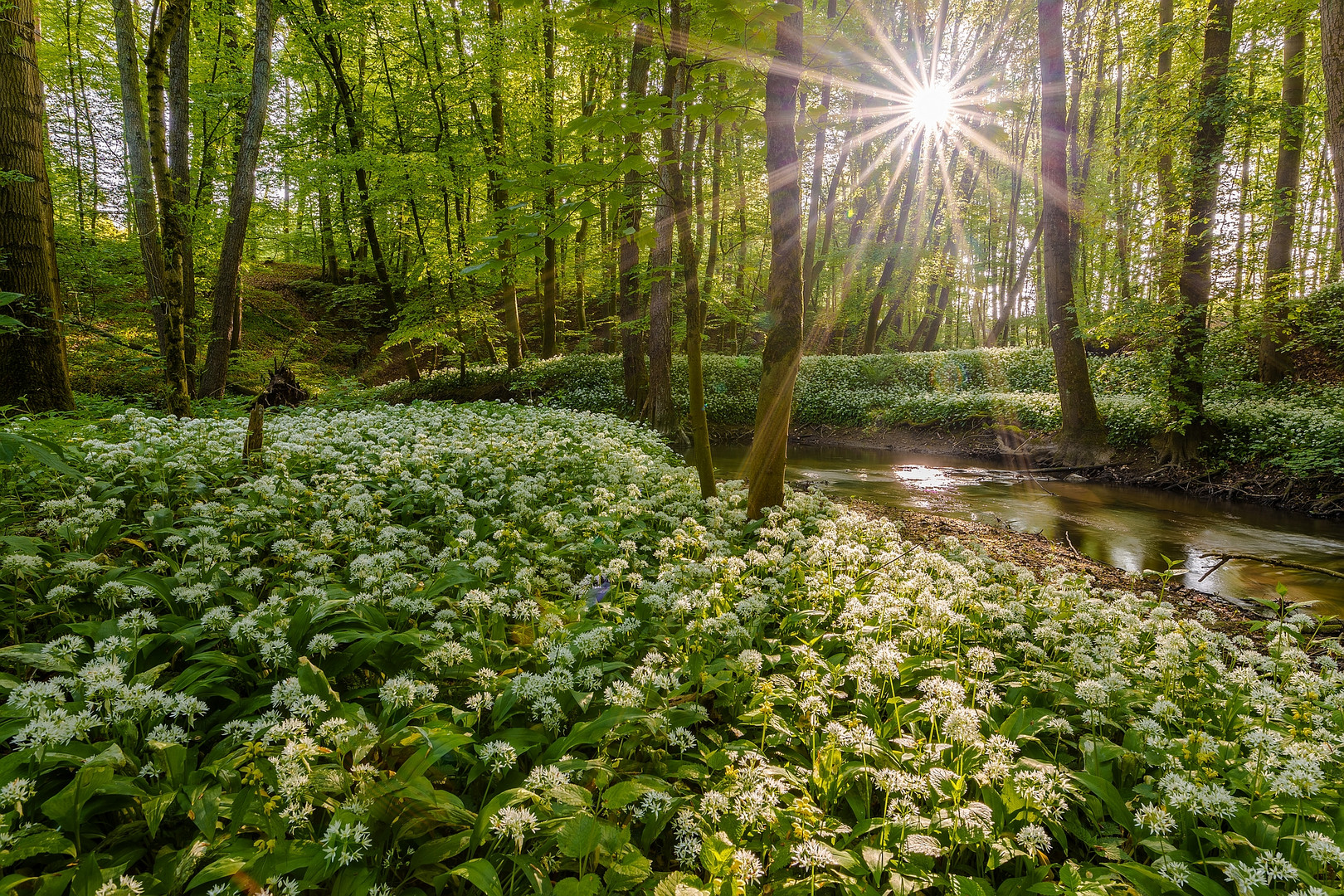 Würziger Frühlingsmorgen