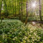 Würziger Frühlingsmorgen