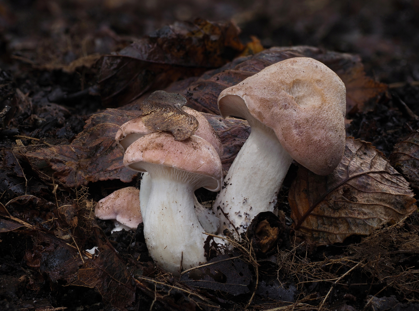 Würziger Tellerling