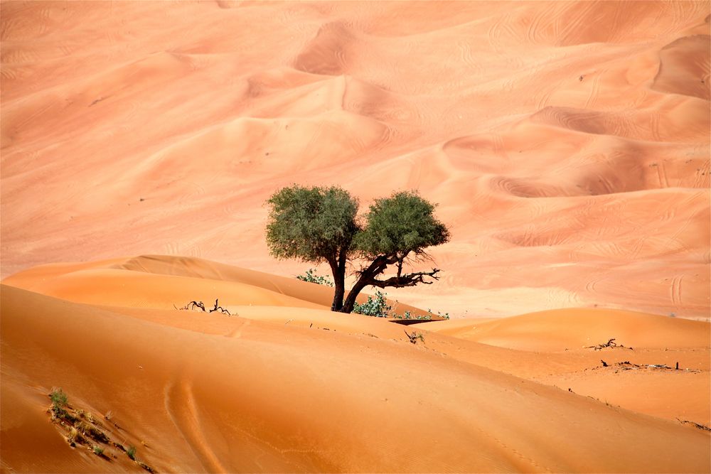 Wüste Foto & Bild asia, middle east, united arab emirates Bilder auf