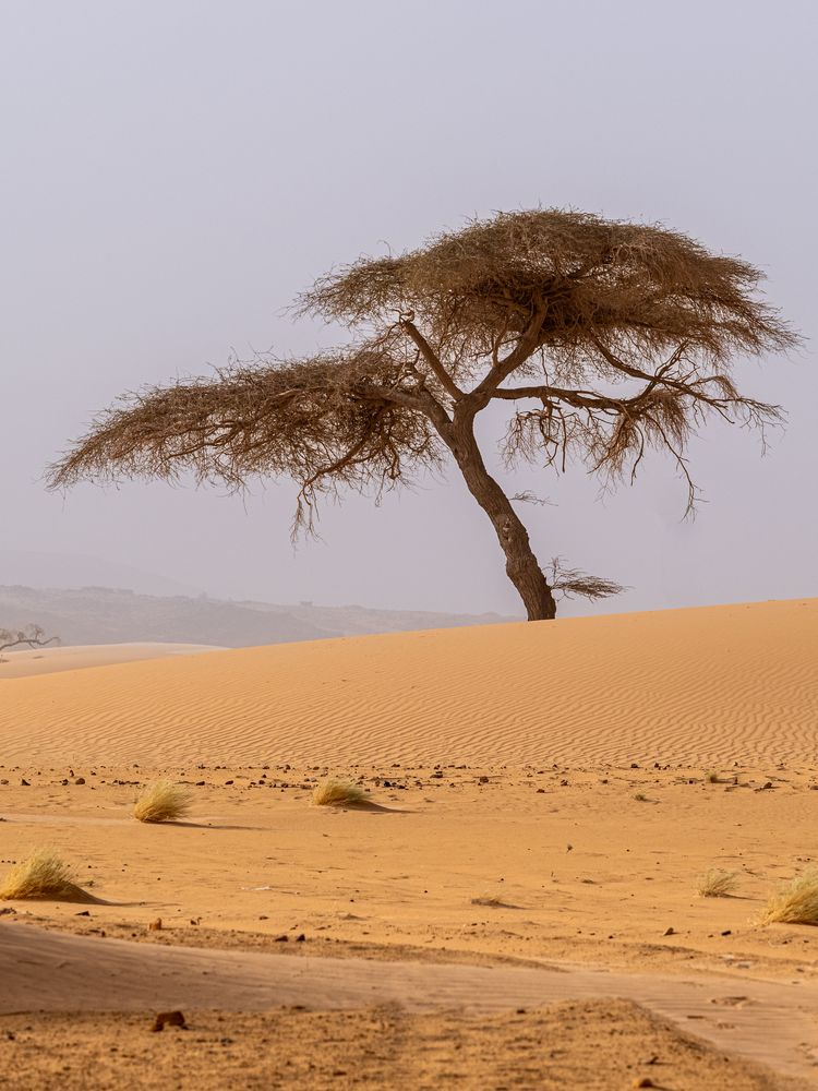 Wüste am Morgen