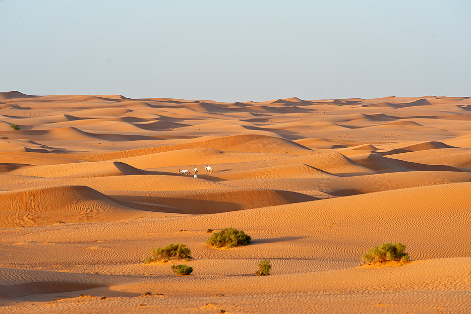 Wüste Dubai I