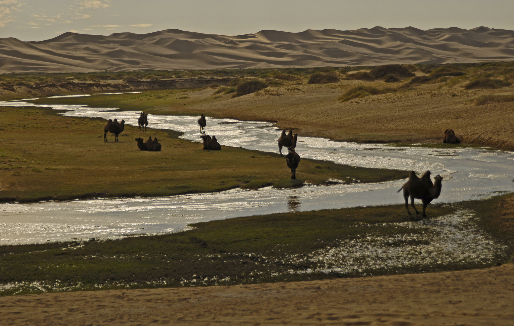 Wüste Gobi 5