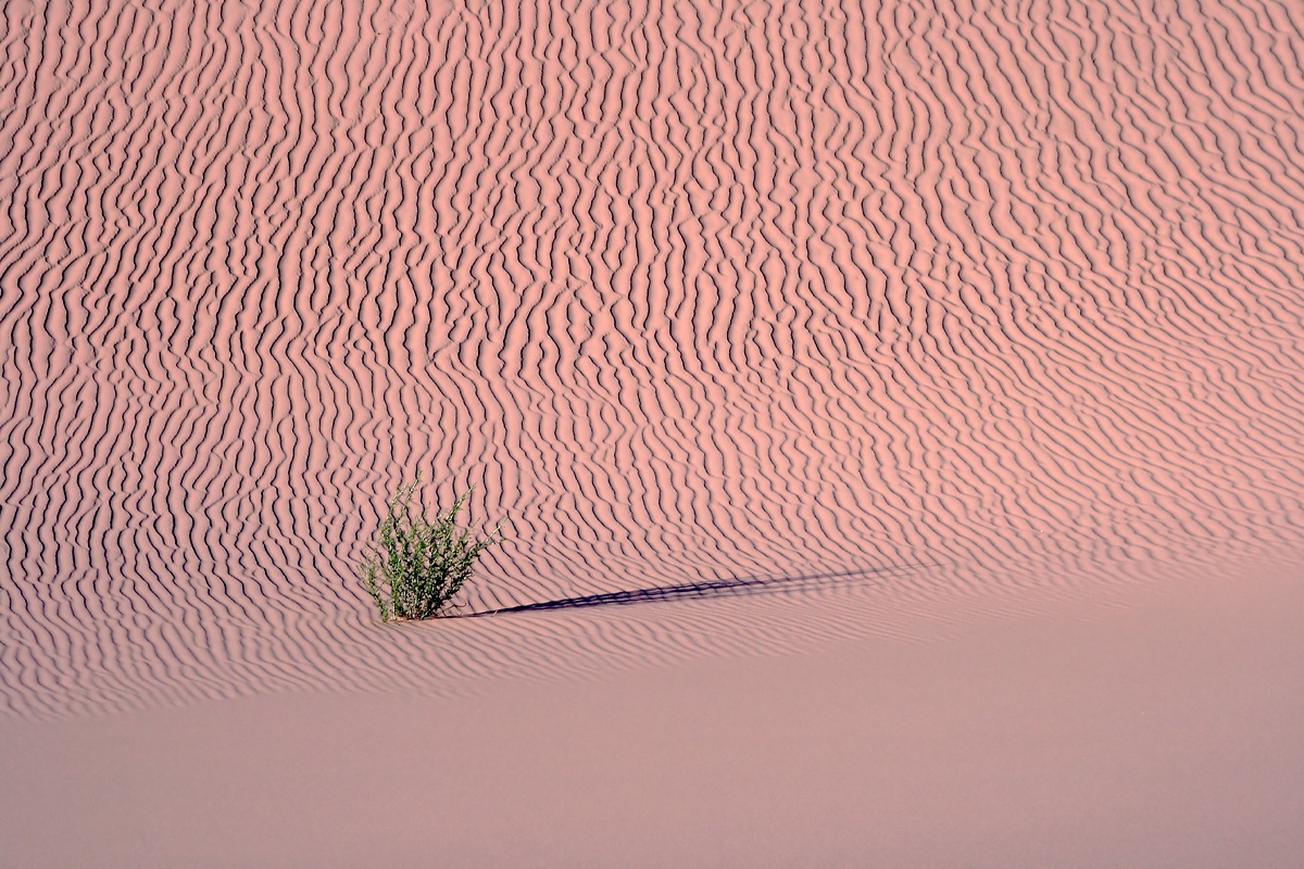 Wüste Gobi, Mongolei