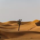 Wüste in den UAE_2