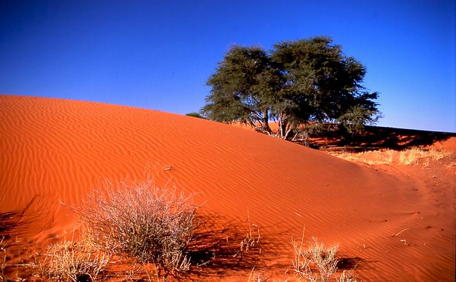 Wüste in Südafrika