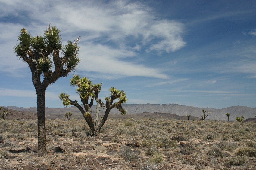 Wüste mit Joshua Tree