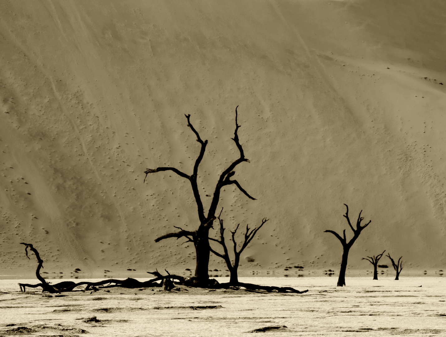 Wüste Namib - Dead Vlei