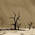 Wüste Namib - Dead Vlei