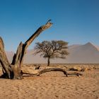 Wüste Namib, Sossusvlei