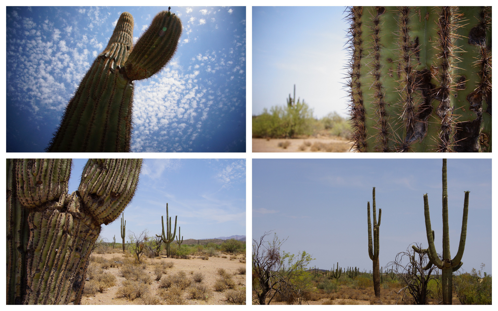 Wüste von Arizona