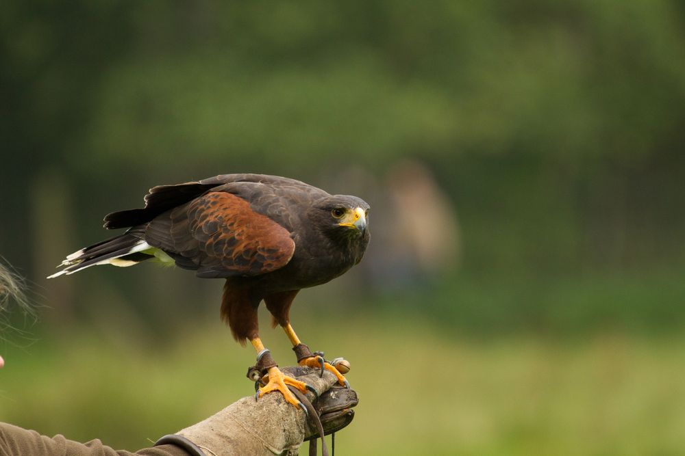 Wüstebussard