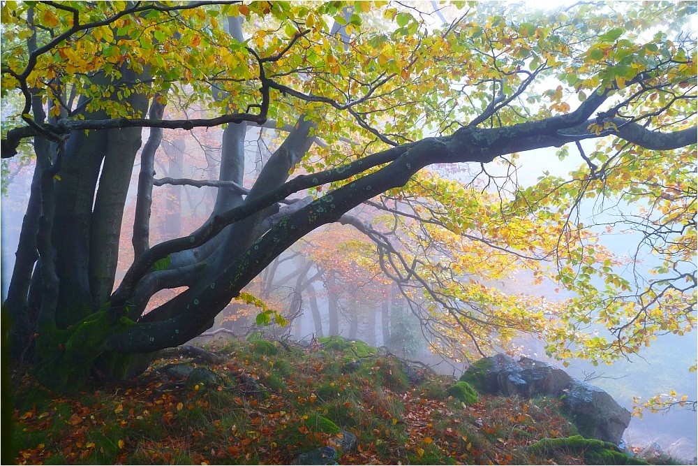 Wüstegarten Kellerwald