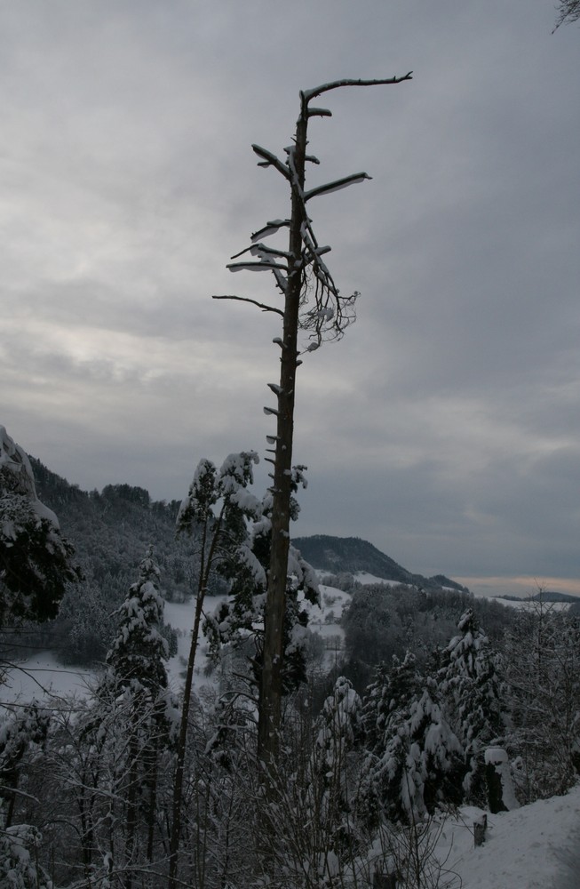 Wüsten-baum im Winter