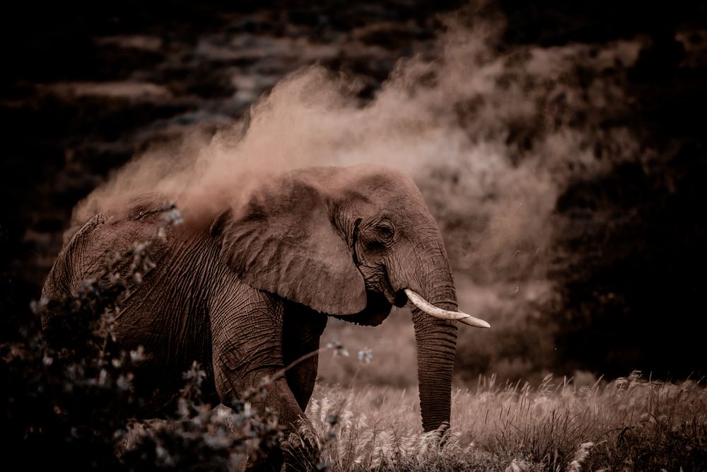 Wüsten Elefant - Namibia