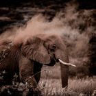 Wüsten Elefant - Namibia