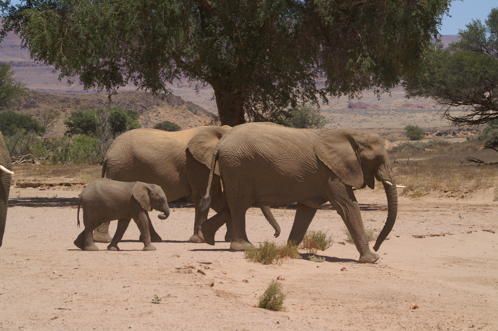 Wüsten-Elefanten