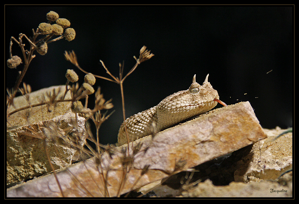 Wüsten-Hornviper