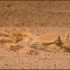 Wüsten - Hornviper - Cerastes cerastes