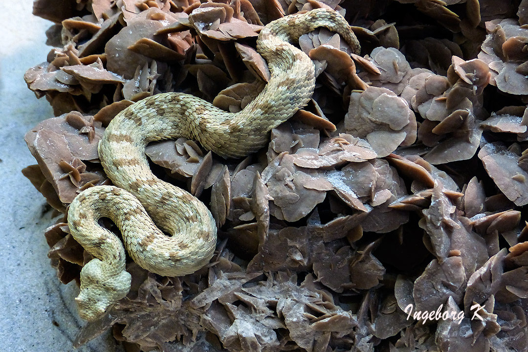 Wüsten-Hornviper - Terrazoo Rheinberg