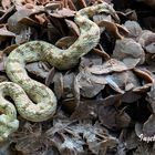 Wüsten-Hornviper - Terrazoo Rheinberg